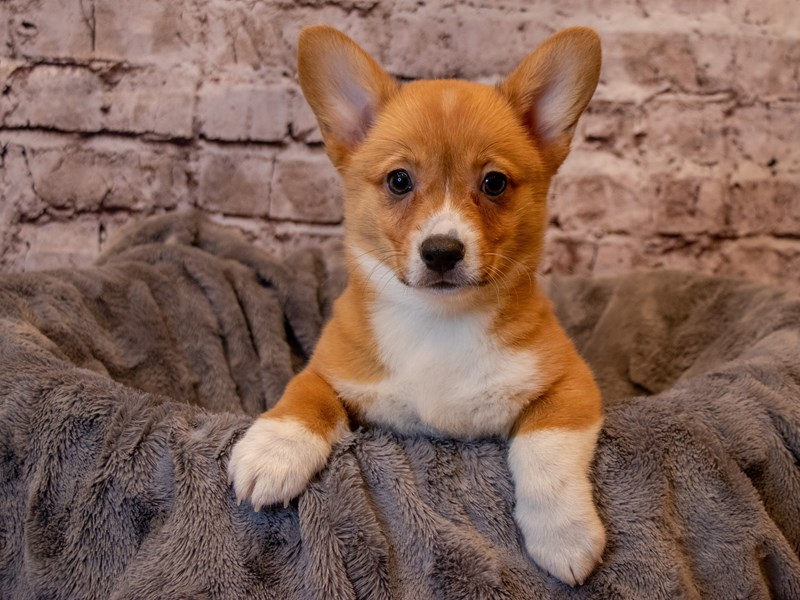 Pembroke Welsh Corgi- Available 2/9-DOG-Female-Red-3506845-PetCenter Old Bridge Puppies For Sale