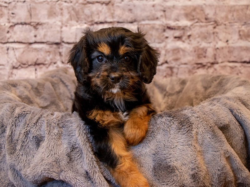 Cavapoo- Available 2/9-Female-Black and Tan-3506953-PetCenter Old Bridge