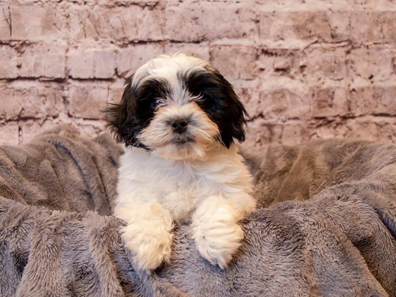 Lhasa Poo- Available 2/9-Female-Black-3506997-PetCenter Old Bridge Puppies For Sale