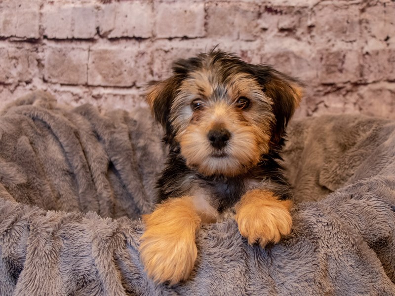 Morkie- Available 2/9-Male-Black and Tan-3506841-PetCenter Old Bridge Puppies For Sale