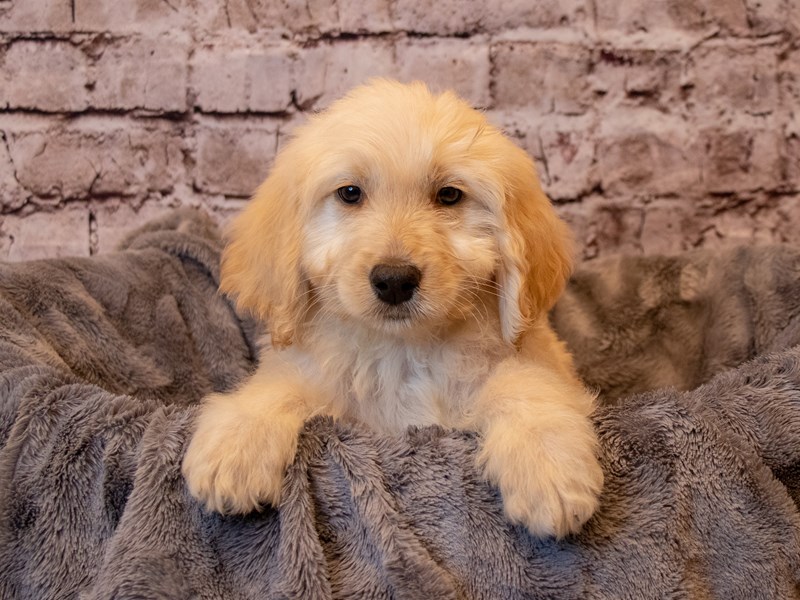 Goldendoodle- Available 2/9-Female-Light Golden-3507123-PetCenter Old Bridge Puppies For Sale