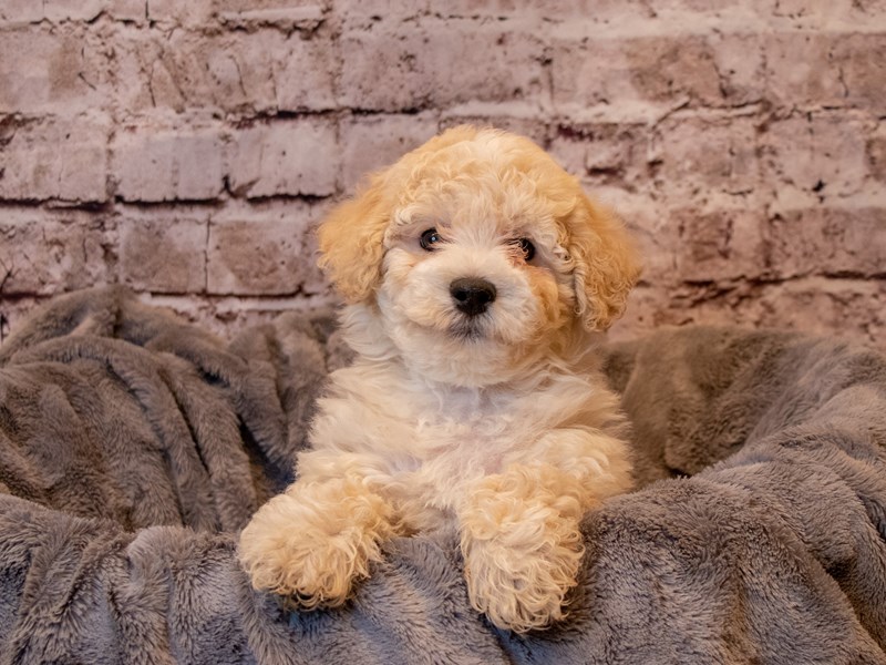 Bichon Poo- Available 2/9-DOG-Male-Cream-3506956-PetCenter Old Bridge Puppies For Sale