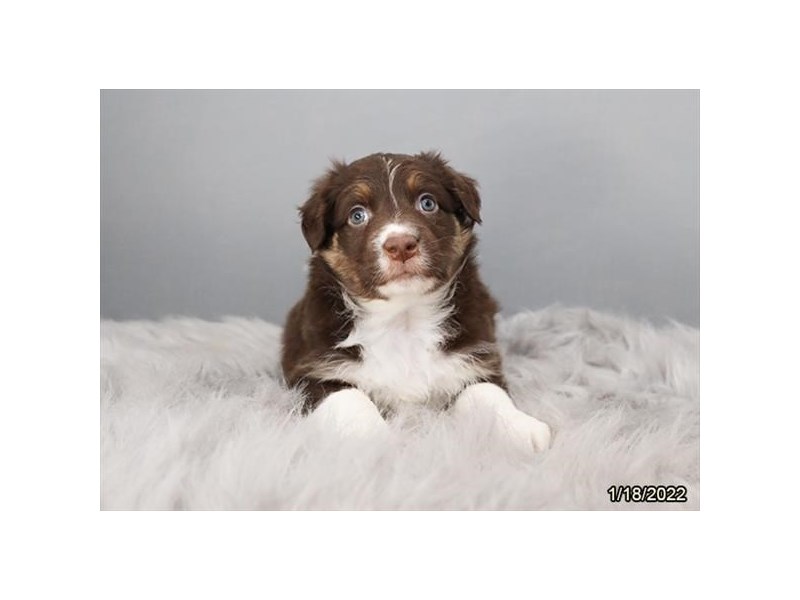 Australian Shepherd- Available 2/16-DOG-Male-Red-3515545-PetCenter Old Bridge Puppies For Sale