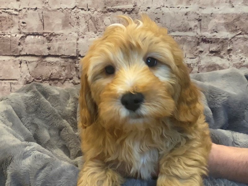 Mini Goldendoodle- Available 2/16-Male-Apricot-3515543-PetCenter Old Bridge Puppies For Sale