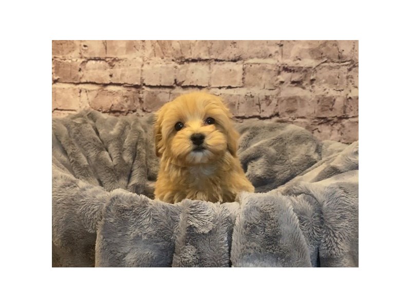 Malti-Poo- Available 2/16-DOG-Male-Apricot-3515546-PetCenter Old Bridge Puppies For Sale