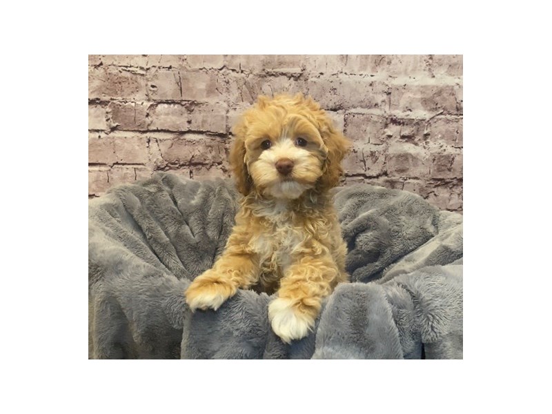 Cockapoo- Available 2/16-Female-Buff-3515549-PetCenter Old Bridge Puppies For Sale