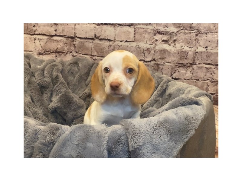 Beagle- Available 2/16-Female-Lemon and White-3517338-PetCenter Old Bridge Puppies For Sale