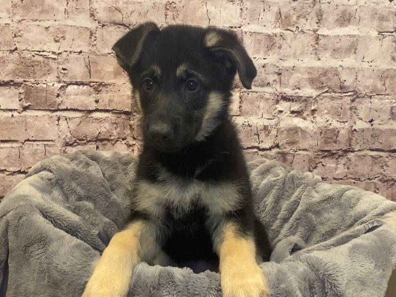 German Shepherd- Available 2/16-Female-Black / Tan-3515544-PetCenter Old Bridge Puppies For Sale