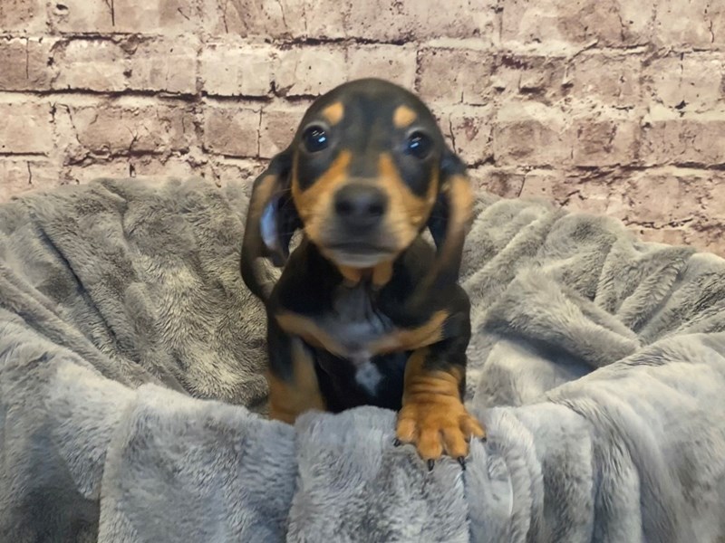 Dachshund- Available 2/16-Male-Black and Tan-3517442-PetCenter Old Bridge Puppies For Sale