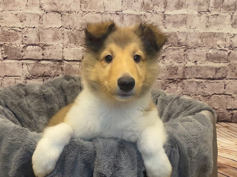 Collie- Available 2/16-DOG-Female-Sable and White-3517354-PetCenter Old Bridge Puppies For Sale