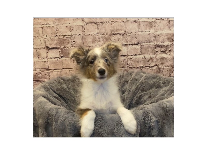 Shetland Sheepdog- Available 1/19-Male-Blue Merle White and Tan-3474862-PetCenter Old Bridge Puppies For Sale