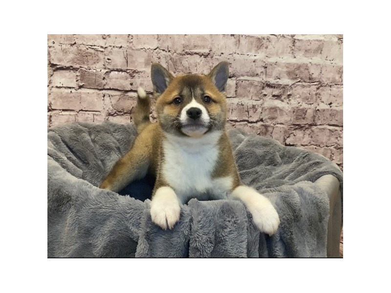 Shiba Inu- Available 2/16-DOG-Male-Red and White-3517529-PetCenter Old Bridge