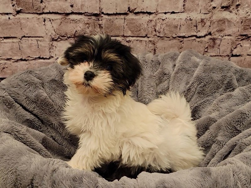 Havanese- Available 2/16-Female-Black and White-3517327-PetCenter Old Bridge Puppies For Sale