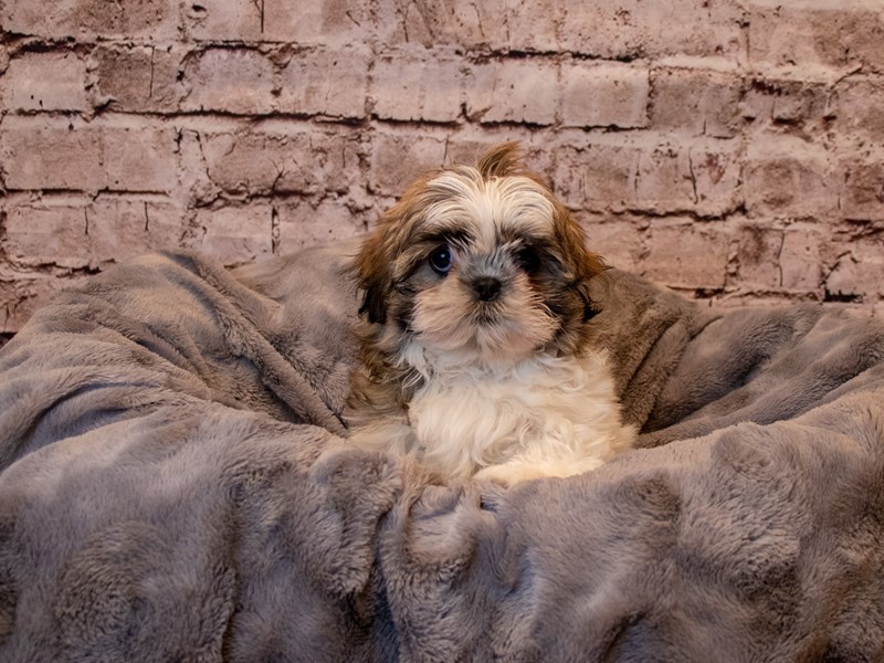 Shih Tzu- Available 2/23-Male-Gold and White-3527811-PetCenter Old Bridge
