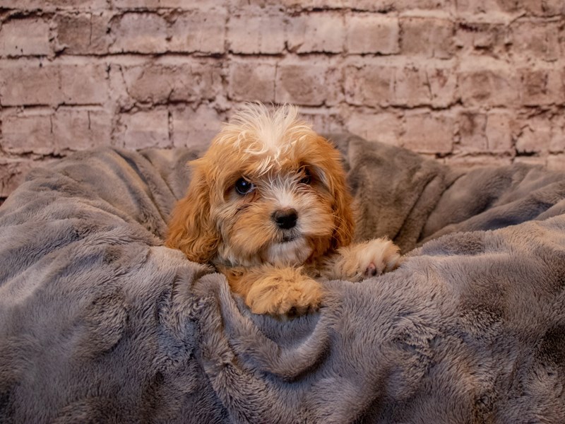 Cavapoo- Available 2/23-Male-Apricot-3527701-PetCenter Old Bridge Puppies For Sale