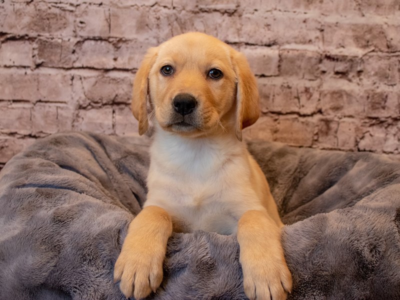 Labrador Retriever- Available 2/23-DOG-Female-Yellow-3527452-PetCenter Old Bridge Puppies For Sale