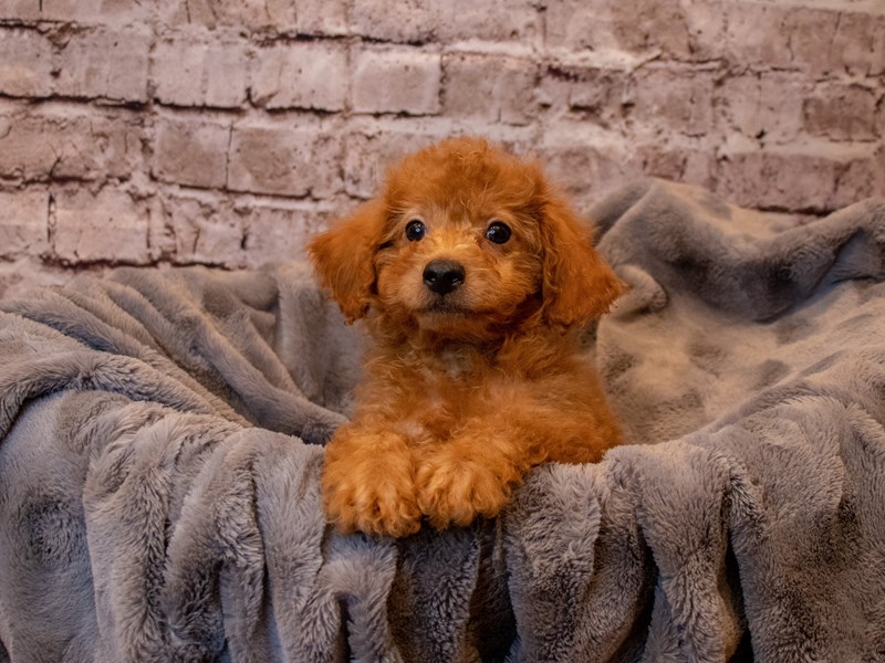 Poodle-Male-Red-3527584-PetCenter Old Bridge Puppies For Sale