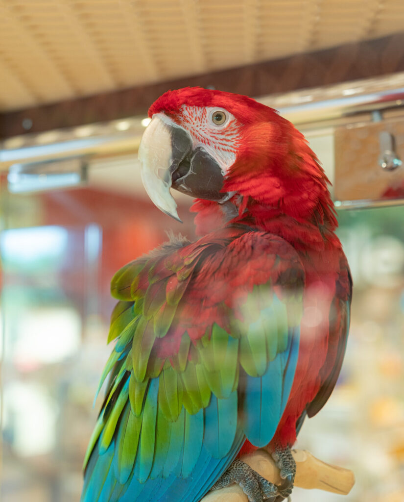 Pet shops that sell parrots hot sale near me