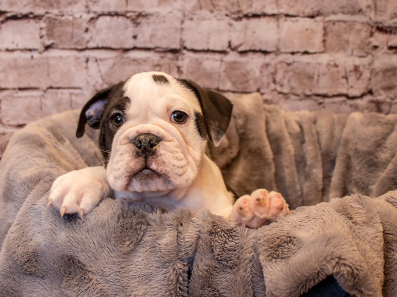 English Bulldog- Available 12/15-DOG-Female-Black and White-3423764-PetCenter Old Bridge Puppies For Sale
