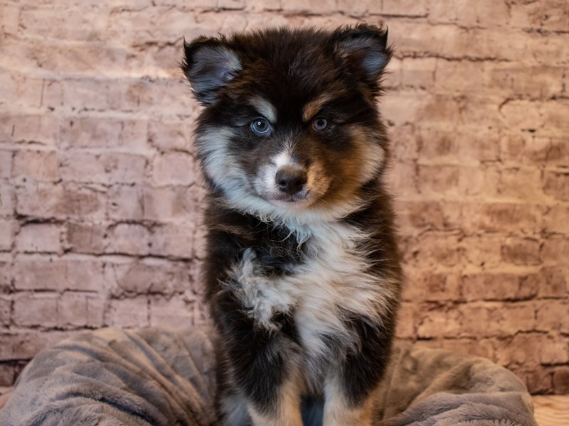 Pomsky- Available 1/26-Male-Black / Tan-3485031-PetCenter Old Bridge Puppies For Sale