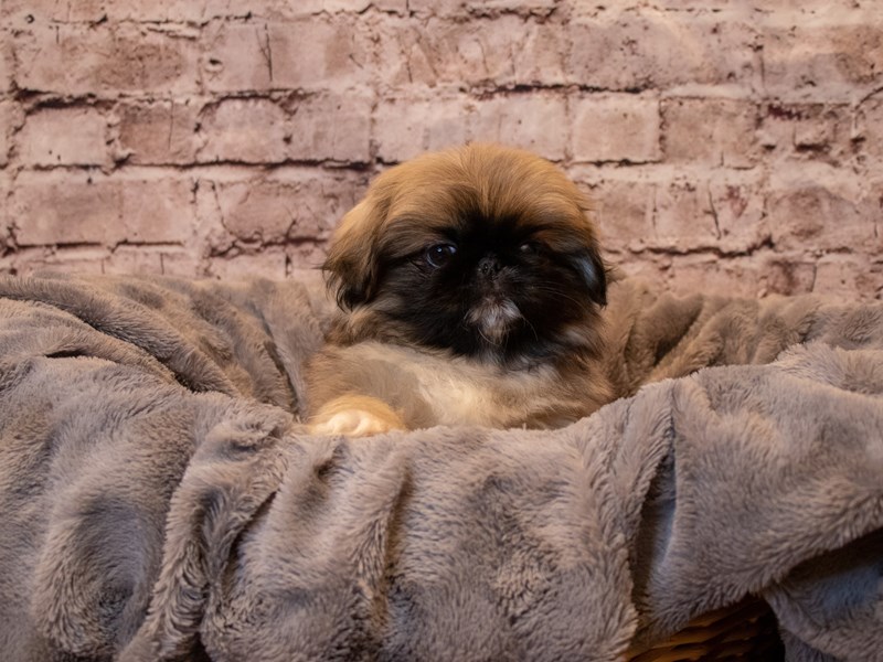 Pekingese- Available 1/26-Male-Fawn-3486200-PetCenter Old Bridge Puppies For Sale