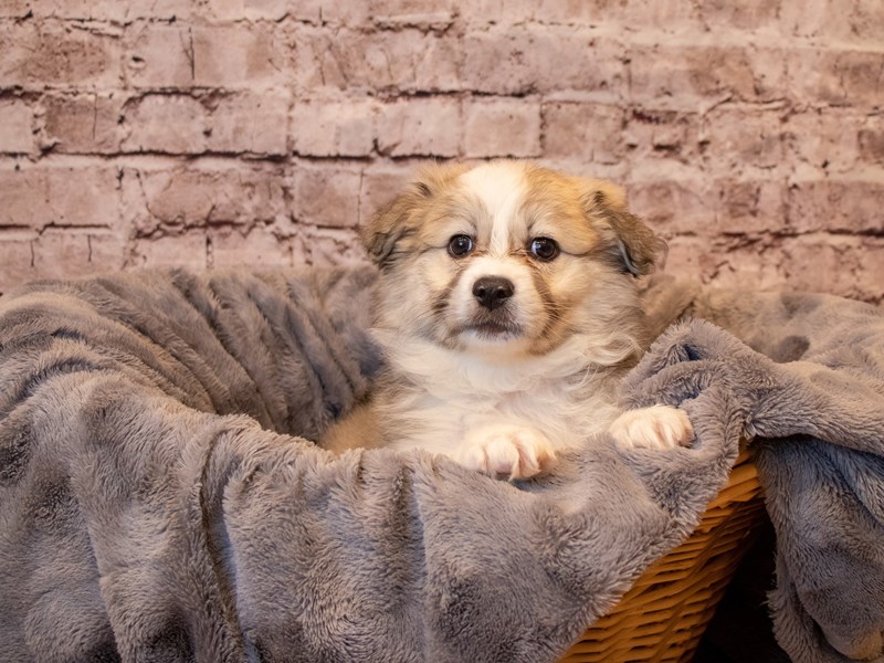 Australian Eskimo- Available 1/26-Female-Silver Gold and White-3486233-PetCenter Old Bridge Puppies For Sale