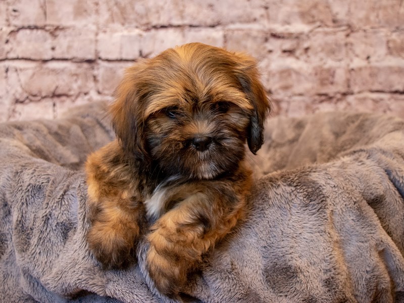 Lhasa Apso- Available 2/9-Male-Grizzle-3506888-PetCenter Old Bridge Puppies For Sale