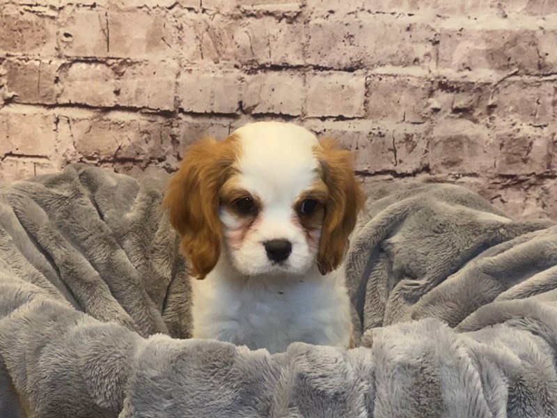 Cavalier King Charles Spaniel-Male-Blenheim-3515781-PetCenter Old Bridge Puppies For Sale