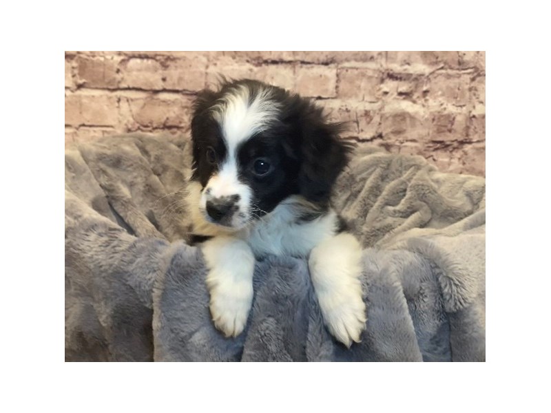 Miniature Australian Shepherd- Available 2/16-DOG-Male-Black White and Brown-3517422-PetCenter Old Bridge Puppies For Sale