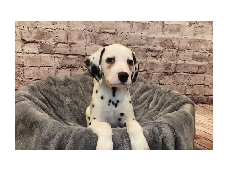Dalmatian- Available 2/16-Male-White and Black-3517384-PetCenter Old Bridge