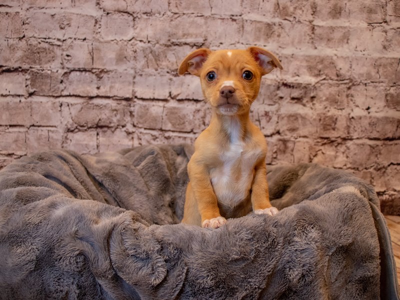 Chiweenie- Available 2/23-Female-Fawn-3527714-PetCenter Old Bridge Puppies For Sale