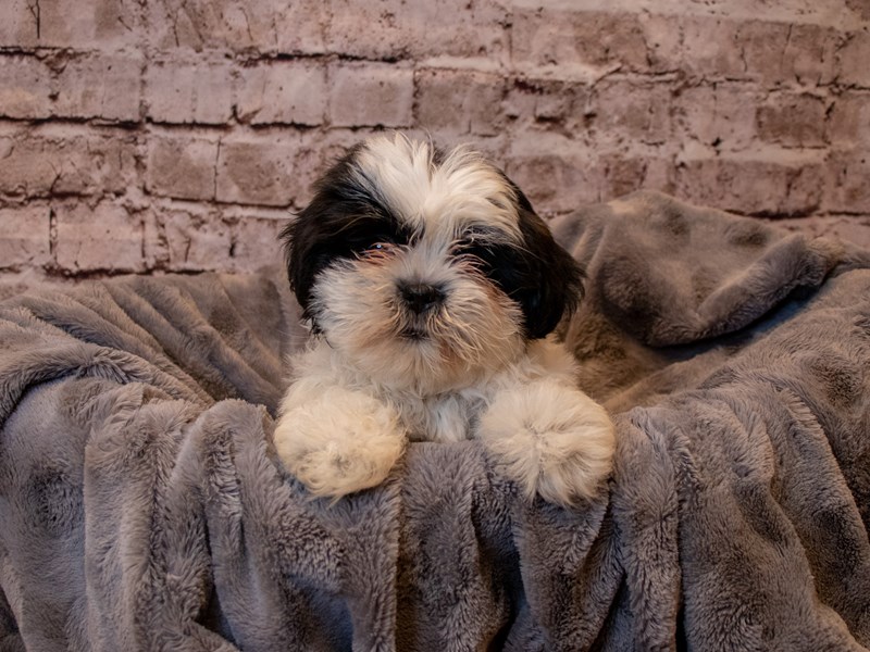 Shih Tzu- Available 2/23-Male-Black Gold and White-3527875-PetCenter Old Bridge