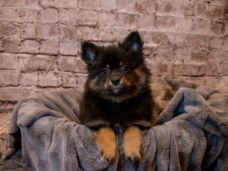 Pomeranian- Available 2/23-DOG-Female-Black and Tan-3527823-PetCenter Old Bridge