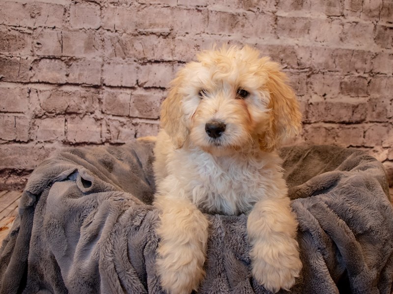 Goldendoodle- Available 2/23-DOG-Female-Cream-3527912-PetCenter Old Bridge Puppies For Sale