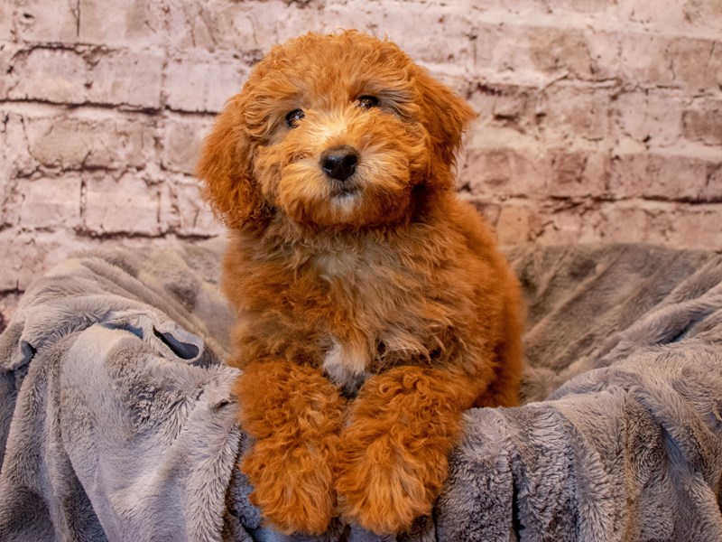 Mini Goldendoodle- Available 2/23-Female-Red-3527982-PetCenter Old Bridge Puppies For Sale