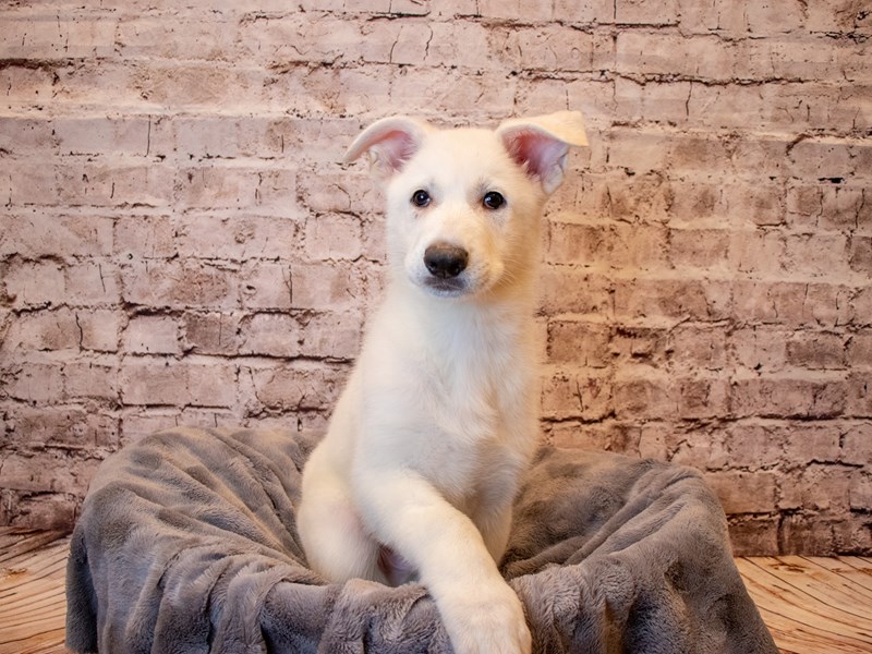 German Shepherd- Available 3/2-Male-White-3537307-PetCenter Old Bridge Puppies For Sale