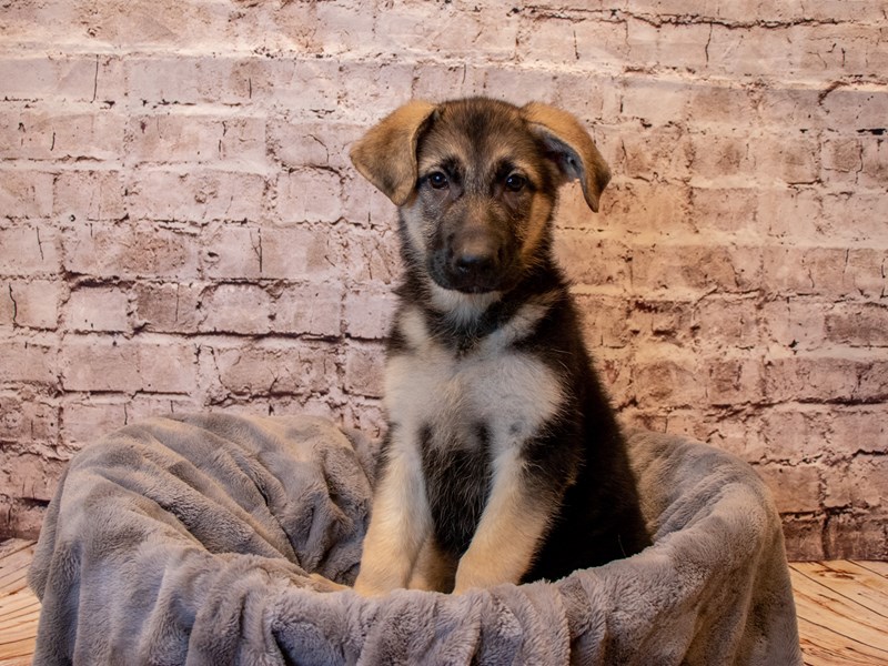 German Shepherd- Available 3/2-DOG-Female-Black / Tan-3537306-PetCenter Old Bridge Puppies For Sale