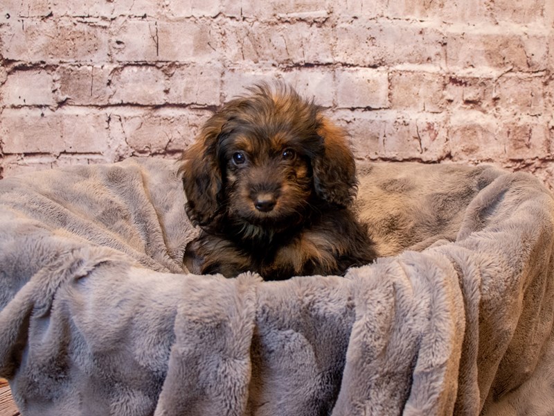 Aussiedoodle- Available 3/2-DOG-Female-Apricot-3539582-PetCenter Old Bridge Puppies For Sale