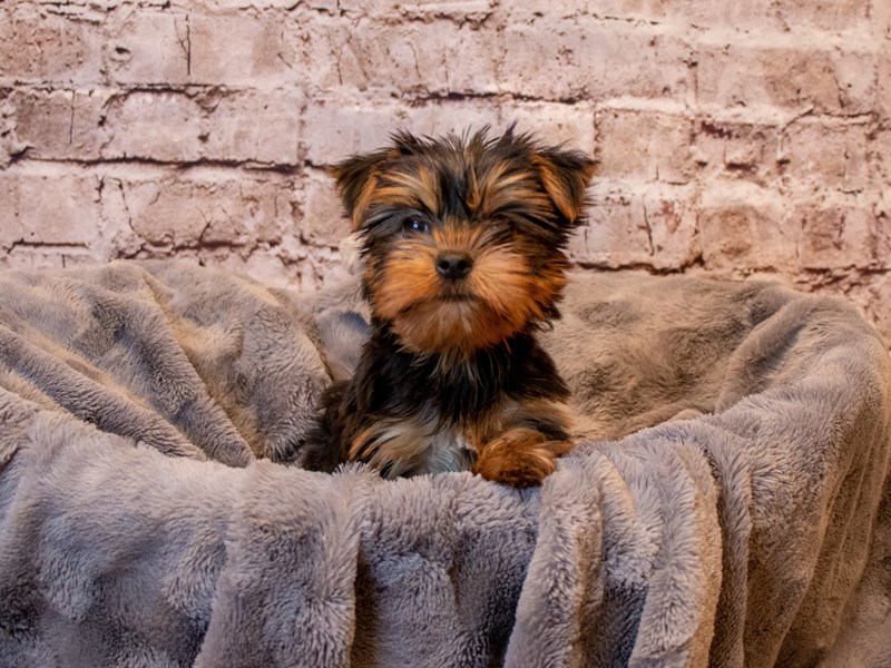 Yorkshire Terrier- Available 3/2-DOG-Male-Black and Tan-3539502-PetCenter Old Bridge