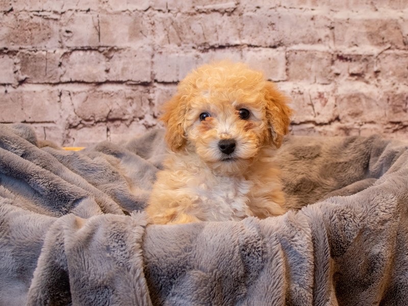 Bichon Poo- Available 3/2-Female-Apricot-3539320-PetCenter Old Bridge Puppies For Sale