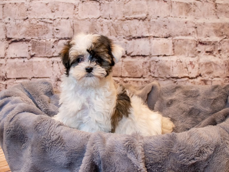 Havanese- Available 3/2-Male-Black White / Tan-3537302-PetCenter Old Bridge Puppies For Sale