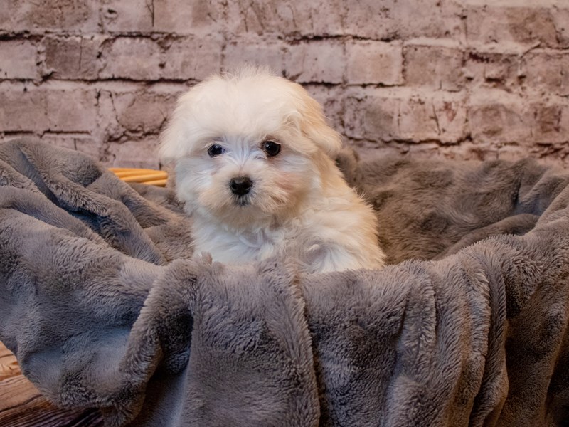 Maltese- Available 3/2-Male-White-3537303-PetCenter Old Bridge Puppies For Sale