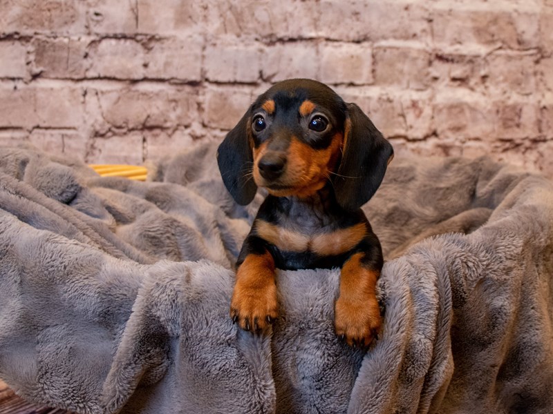 Dachshund- Available 3/2-Female-Wild Boar-3537304-PetCenter Old Bridge Puppies For Sale