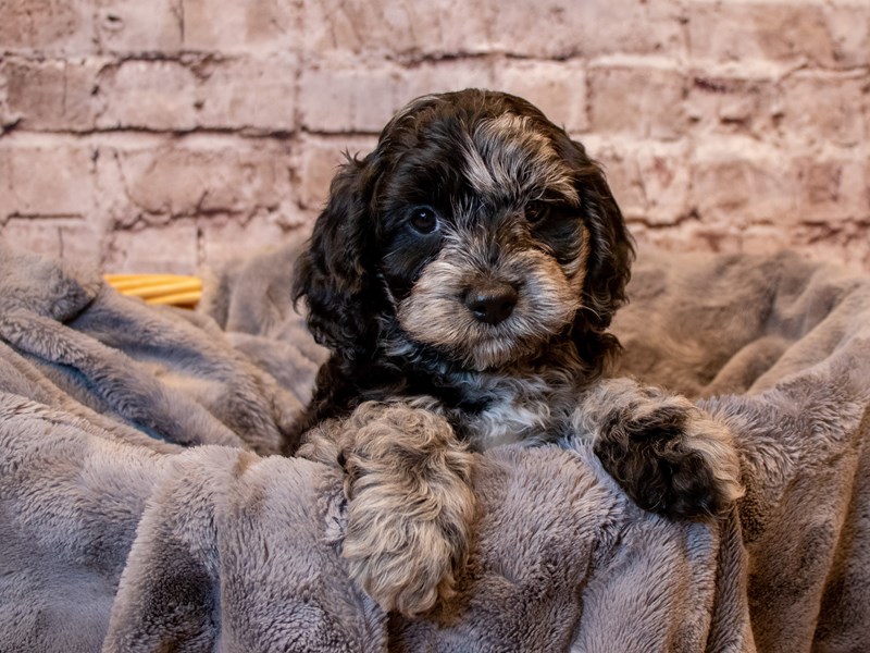 Cockapoo- Available 3/2-Male-Blue Merle-3537507-PetCenter Old Bridge