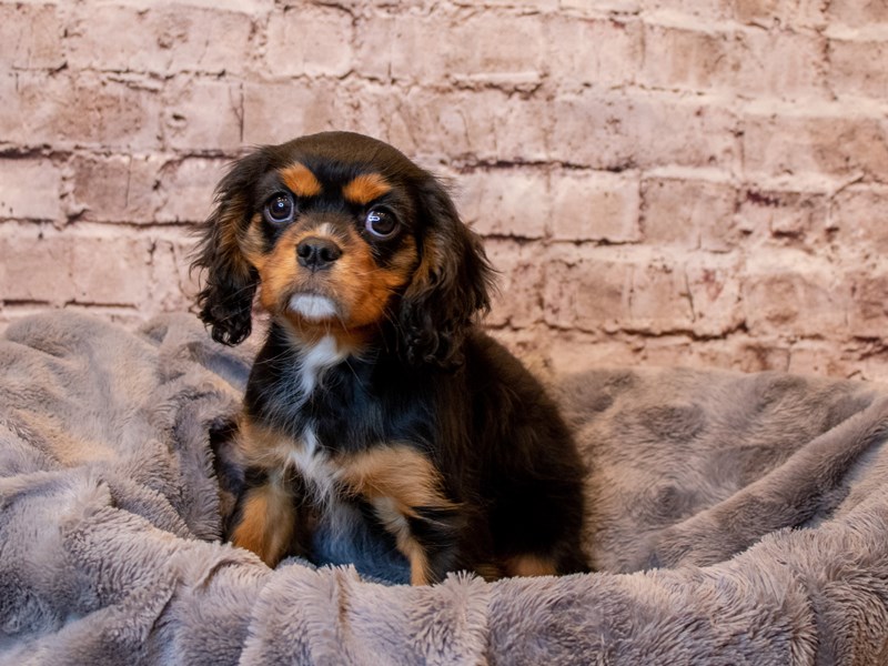 Cavalier King Charles Spaniel- Available 3/2-Male-Black-3537508-PetCenter Old Bridge Puppies For Sale