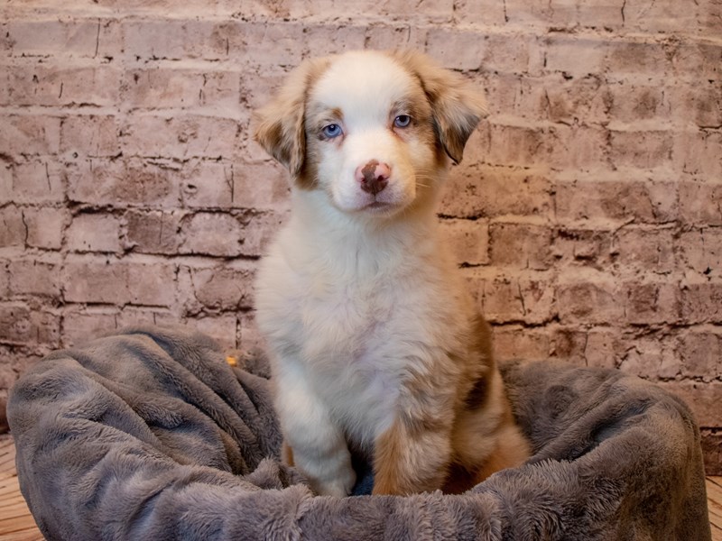 Australian Shepherd- Available 3/2-Male-Red Merle-3537308-PetCenter Old Bridge Puppies For Sale