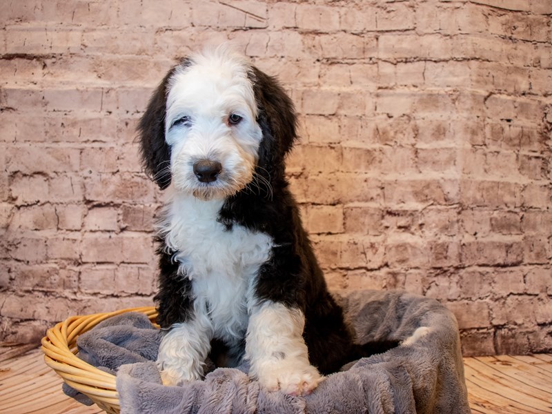 Old English Sheepadoodle- Available 3/2-DOG-Male-Black / White-3537510-PetCenter Old Bridge Puppies For Sale