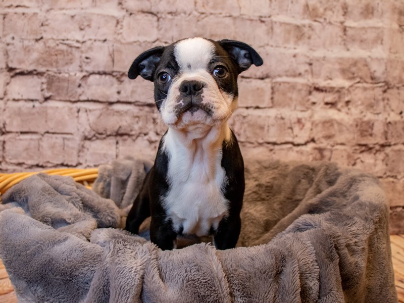 Boston Terrier- Available 3/2-DOG-Female-Black and White-3539452-PetCenter Old Bridge Puppies For Sale