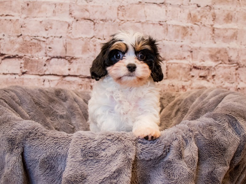 Cavachon- Available 3/9-DOG-Male-Tri-Colored-3548906-PetCenter Old Bridge Puppies For Sale