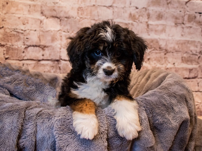 Mini Bernedoodle- Available 3/9-Female-Black Tan / White-3548749-PetCenter Old Bridge Puppies For Sale